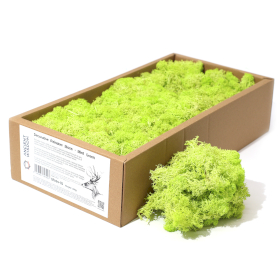 Quality Decoration Reindeer Moss - Mint Green  - 635g Box